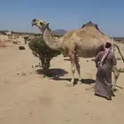 شقحا لقحه