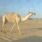 شعلا سديس