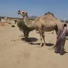 نياق للبيع