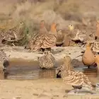 يوجد قطا نجدي للبيع