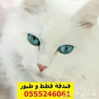 فندقة قطط وطيور 6061 24 0555 تقييمات عدد 40 ممتازه