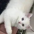 قط ذكر سكوتش فولد هملايا بلوكتين