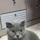 قطة سكوتش فولد للتبني