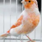 ذكر كناري موزاييك تغريد شرط