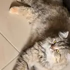 قطة معقمه للبيع