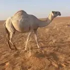 لقحه ام ثالث او رابع هديه وسليمه شرط
