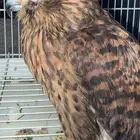 صقر لا أعلم نوعه للبيع