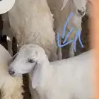 داغور حري