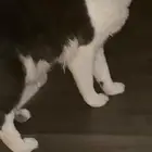 قط مفقود القادسيه3