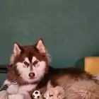 كلب هاسكي بيور للتبني