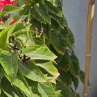 نباتات واشجار وشتلات زراعيه للبيع متنوعة البيع كامل