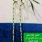 للبيع نباتات بامبو الحجم الضخم
