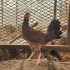 دجاج للبيع