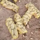كيان لبيع البطاطس الجمله من المزرعه.تسويق البطاطس من المزرعه