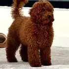 كلب بودل أوكرانى عمره 7 شهور