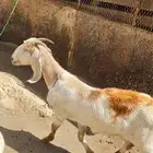 عنز طيبة بالحيل