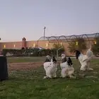 طقم براهما كولومبي سلالة كونك ( تم البيع )