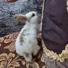 أرنب هولندي للبيع