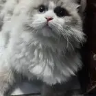 قط ذكر ومعقم ومطعم
