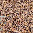 للبيع تمر نفيع