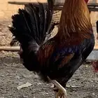 ديك عربي افرق (تم البيع)