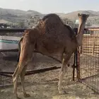 بكار مفاريد