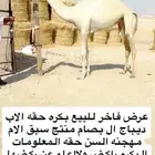 عرض فاخر للبيع بكره حقه