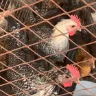 للبيع دجاج وديكه مشكل