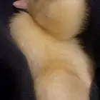 بطه صغيره صفره مع ملحقاتها للتبني