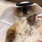 قط هملايا