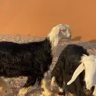 رخل نجديه طيبه