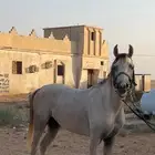 حصان واهو شعبي