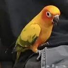 صن كنيور اليف هدد