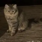 قطه للتبني