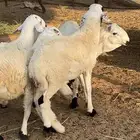 للمناسبات والكشتات سواكني فاخرة سمان طيبة