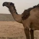 قعود حق على بعير الامير سلمان بن سلطان