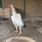 دجاجه شامو ياباني