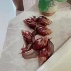 الحلزون