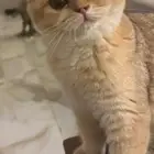 قطة سكوتش للتبني بسعر رمزي