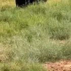 تيس عارضي خصم