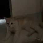 قطه مفقوده
