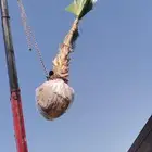 نخيل زينه ونخل مثمر للبيع بجميع انواعه وكافت مقاساته