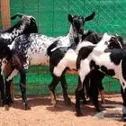 جفار بيشيه برق دفيع تم البيع
