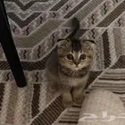 قطه سكوتش فولد