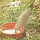 سقايات للحيوانات والطيور