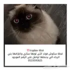 قطه مفقوده