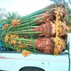 يوجد لدينا نخيل مثمر جميع الانواع وجميع المقسات