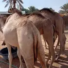 فرصه ممتازه جدا لتجار الجمله قعدان صومالي مفاريد