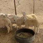 ذبايح حري ذبح توصيل لباب بيتك (نضمن ذبايحنا)