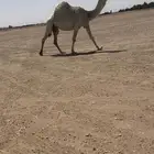 للبيع الضروبه